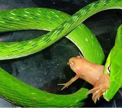 世界上最美的十种蛇，第六名长得跟彩虹似的，第一名濒临灭绝