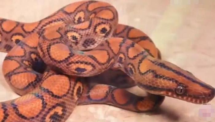 世界上最美的十种蛇，第六名长得跟彩虹似的，第一名濒临灭绝