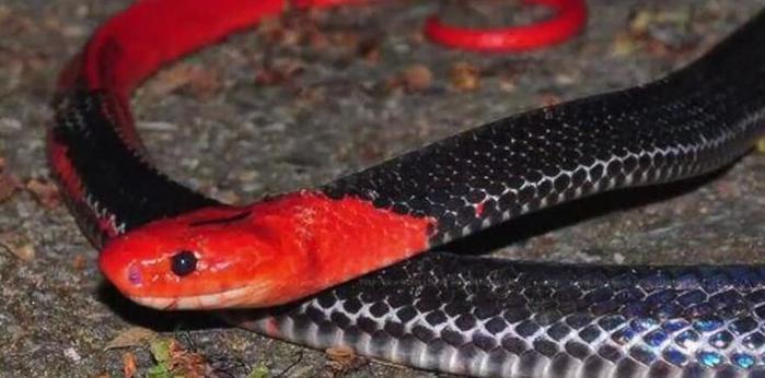 世界上最美的十种蛇，第六名长得跟彩虹似的，第一名濒临灭绝