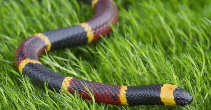 世界上最美的十种蛇，第六名长得跟彩虹似的，第一名濒临灭绝