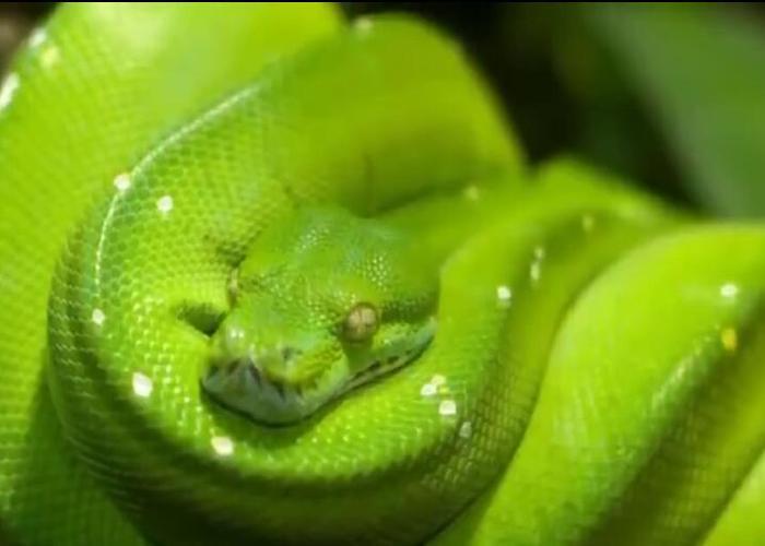 世界上最美的十种蛇，第六名长得跟彩虹似的，第一名濒临灭绝