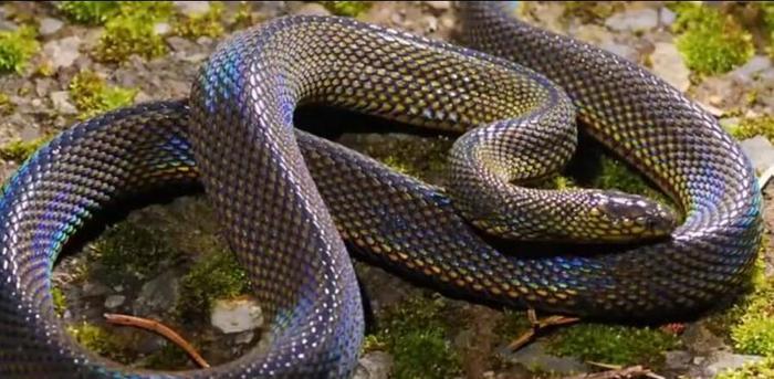 世界上最美的十种蛇，第六名长得跟彩虹似的，第一名濒临灭绝