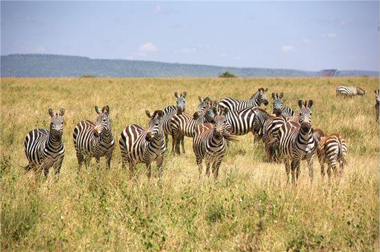 亲自见证动物大迁徙(说起非洲动物大迁徙)(3)