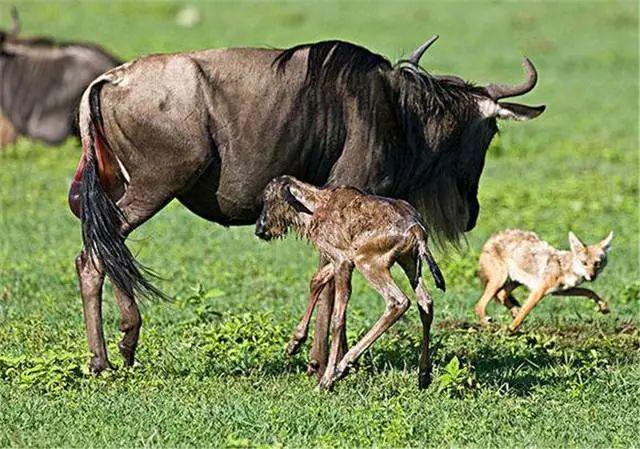 亲自见证动物大迁徙(说起非洲动物大迁徙)(13)