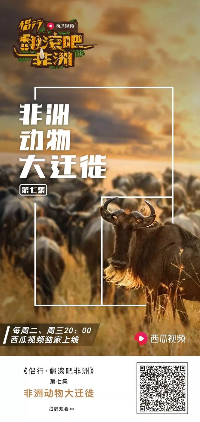 亲自见证动物大迁徙(说起非洲动物大迁徙)(19)