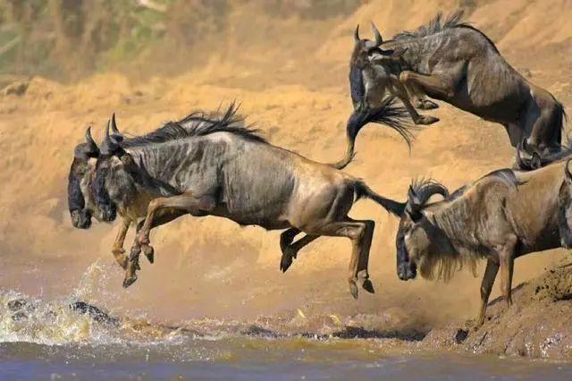 亲自见证动物大迁徙(说起非洲动物大迁徙)(14)