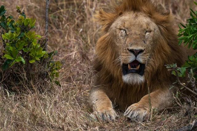 亲自见证动物大迁徙(说起非洲动物大迁徙)(10)