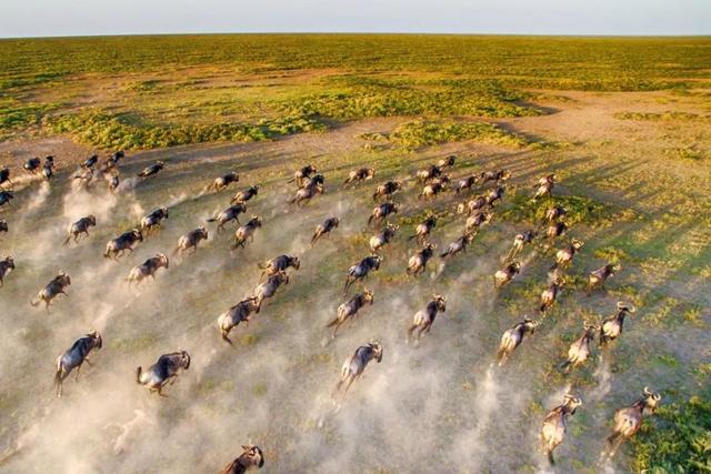 亲自见证动物大迁徙(说起非洲动物大迁徙)(2)