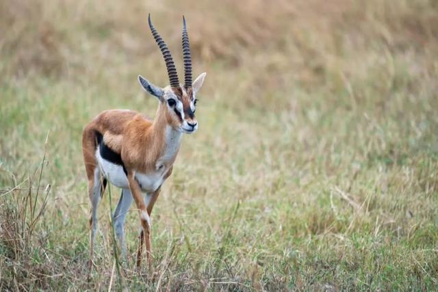 亲自见证动物大迁徙(说起非洲动物大迁徙)(8)