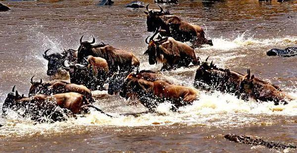 亲自见证动物大迁徙(说起非洲动物大迁徙)(15)