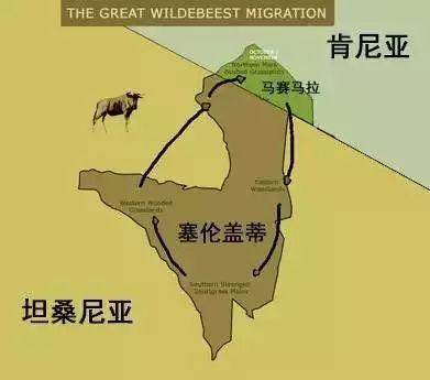 亲自见证动物大迁徙(说起非洲动物大迁徙)(12)