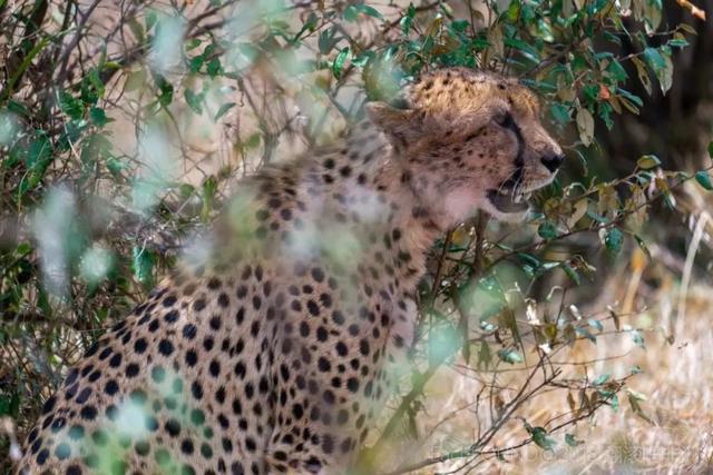 亲自见证动物大迁徙(说起非洲动物大迁徙)(11)