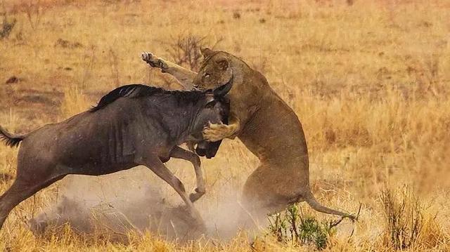 亲自见证动物大迁徙(说起非洲动物大迁徙)(17)