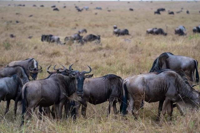 亲自见证动物大迁徙(说起非洲动物大迁徙)(6)