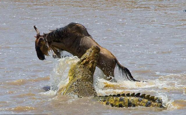 亲自见证动物大迁徙(说起非洲动物大迁徙)(16)