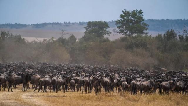 亲自见证动物大迁徙(说起非洲动物大迁徙)(4)