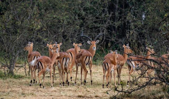 亲自见证动物大迁徙(说起非洲动物大迁徙)(9)