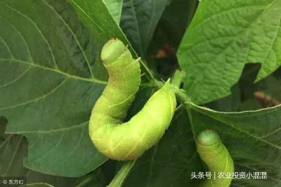 ​农业算大账系列：豆丹是什么？养殖这吃大豆叶的虫子每亩赚1万6