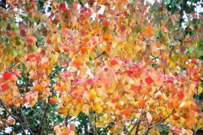 ​北方已经下雪了，但对南方人来说，看黄叶刚刚好