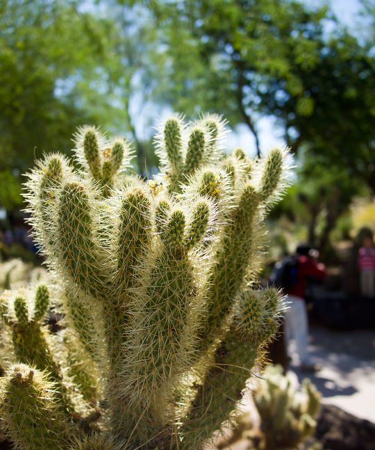 电脑旁放仙人掌能防辐射,电脑旁边放仙人掌真的可以防辐射吗图4