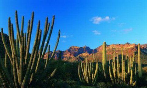 电脑旁放仙人掌能防辐射,电脑旁边放仙人掌真的可以防辐射吗图10