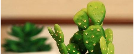 电脑旁放仙人掌能防辐射,电脑旁边放仙人掌真的可以防辐射吗图6