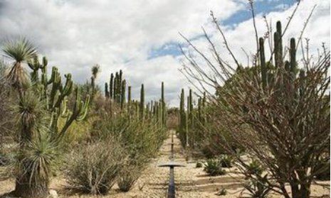 电脑旁放仙人掌能防辐射,电脑旁边放仙人掌真的可以防辐射吗图8