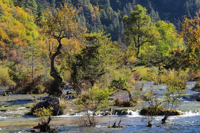 九寨沟游玩必去的景点介绍（九寨沟15个必去景点）(4)