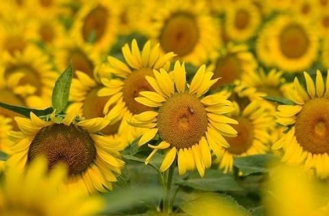 秋葵一百斤能出多少油,秋葵籽榨油是晒干好还是湿的好呢图4