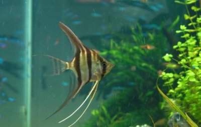 ​玻璃神仙鱼的简介-玻璃神仙鱼的品种区分