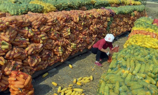 买了好多玉米怎么处理