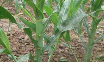 大量玉米怎么储存方法,买了好多玉米怎么处理图5