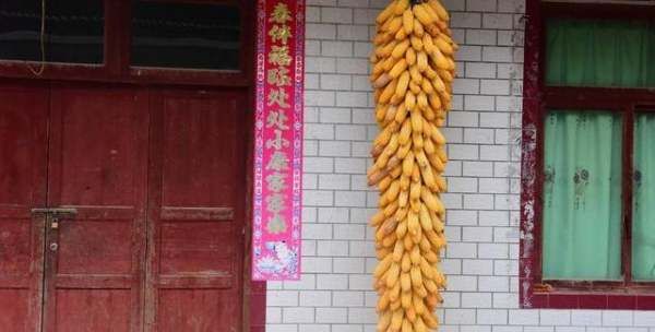 大量玉米怎么储存方法,买了好多玉米怎么处理图3