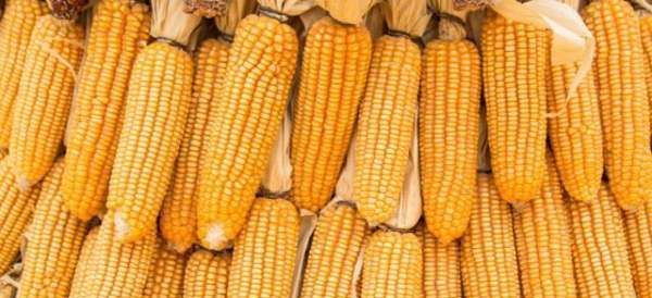 大量玉米怎么储存方法,买了好多玉米怎么处理图4