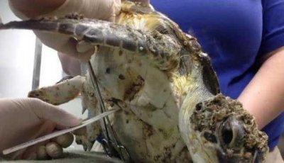 ​有着来自地狱的海鲜之称，常年吸附海龟身上，每年都有人为此丧命