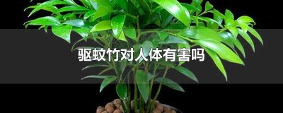 ​驱蚊竹对人体有害吗