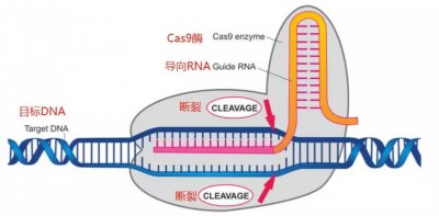 ​基因编辑婴儿到底是什么？为什么遭到那么多人的反对？