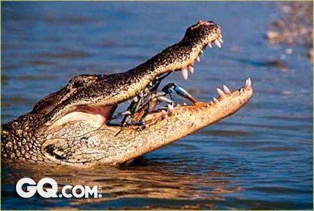 史上最凶残的十大杀人猛兽