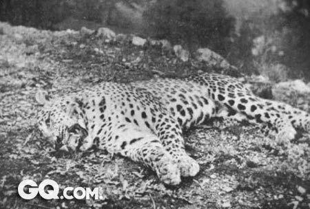 史上最凶残的十大杀人猛兽