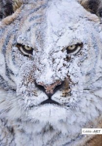 ​史上最凶残的十大杀人猛兽