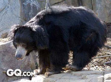 史上最凶残的十大杀人猛兽