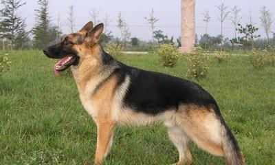 狗狗智商大排名，你认为谁是第一？