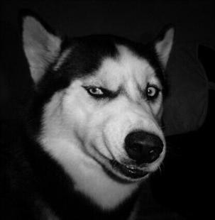 狗狗智商大排名，你认为谁是第一？