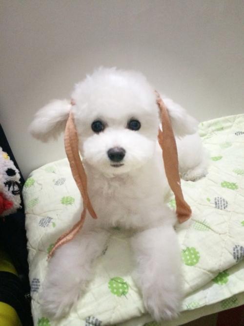 狗狗智商大排名，你认为谁是第一？