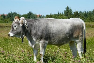 ​牲畜是指什么动物，什么叫做畜牧业是不是就是养羊养牛呢？