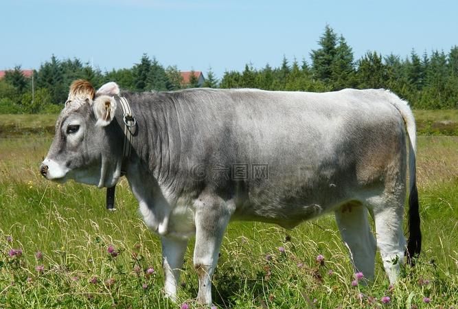 什么叫做畜牧业是不是就是养羊养牛呢