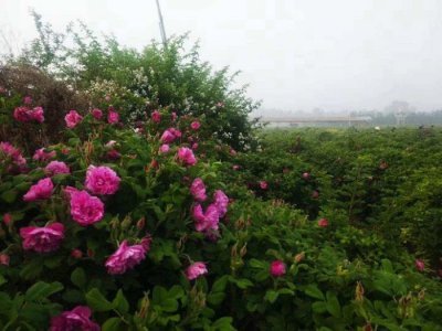 ​找对象该不该考虑身高，身高真的那么重要吗