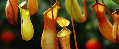 ​猪笼草的养殖方法和注意事项（养猪笼草的方法）