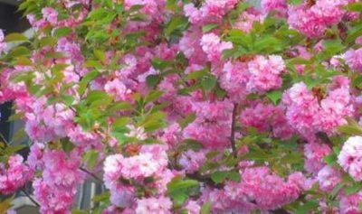 ​我喜欢的励志名句是什么(若有志万事可为)