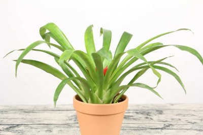 ​什么花招财又旺宅好养